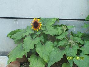 �˿���ţţ��������Ƶ����Ʒ�͵��۴������Ŀ��� ÿ�ֻ򽵼۰�Ԫ...